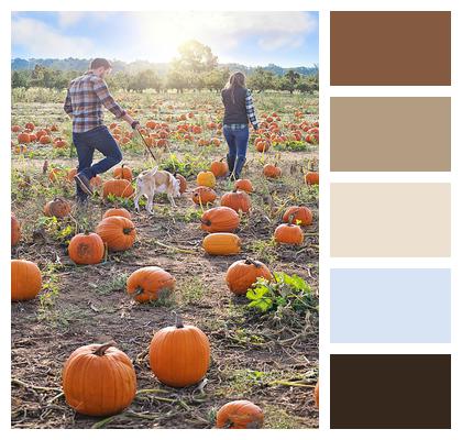 Pumpkin Patch Countryside Pumpkins Image